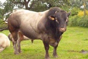 Bull at Goose Green Farm - Goose Green Farm Bed & Breakfast