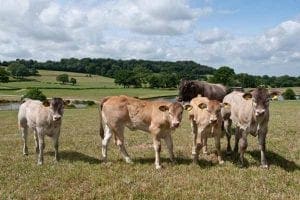 Calves at Goose Green Farm - Goose Green Farm Bed & Breakfast