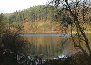 Macclesfield Forest