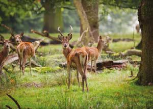 Deer at Tatton Park | Things to see and do | Goose Green Farm