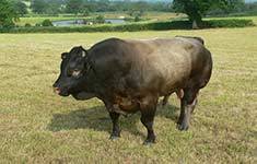 bazadaise bull at Goose Green Farm