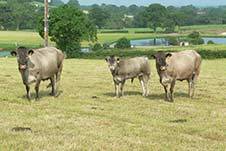 Bazadaise cow & calf at Goose Green Farm