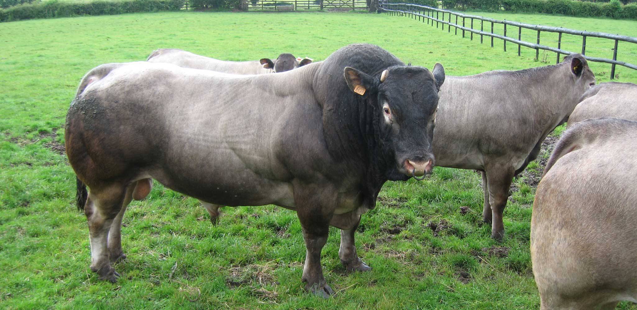 Adam the Bazadaise Bull at Goose Green Farm