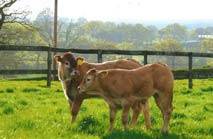 bazadaise calves in the fields at Goose Green Farm