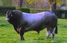 Heggerscale Adam Bazadaise Bull at Goose Green Farm